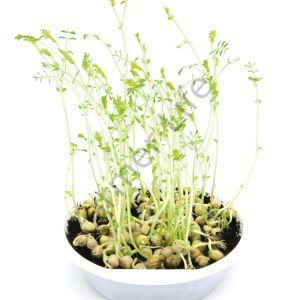 Microgreen Yeşillik Nohut Tohumu 100 gr