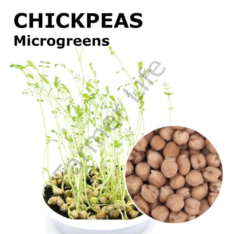 Microgreen Yeşillik Nohut Tohumu 100 gr