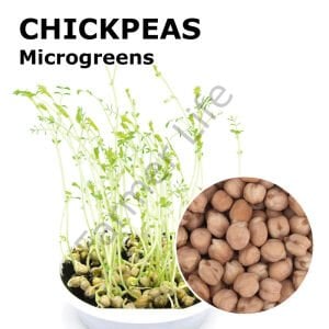 Microgreen Yeşillik Nohut Tohumu 100 gr