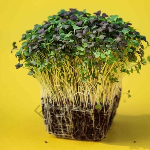 Organik Microgreen Yeşillik Fasulye Tohumu 100 gr