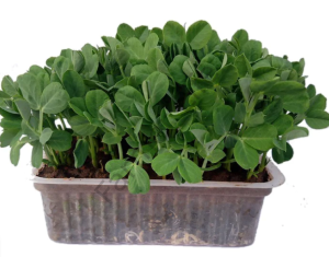 Microgreen Yeşillik Bezelye Tohumu 100 gr