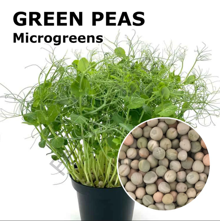 Microgreen Yeşillik Bezelye Tohumu 100 gr