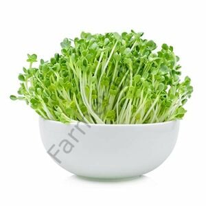 Microgreen Yeşillik Turp Tohumu 100 gr