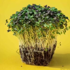 Microgreen Yeşillik Turp Tohumu 100 gr