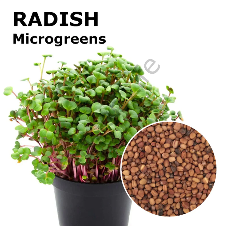 Microgreen Yeşillik Turp Tohumu 100 gr