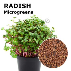 Microgreen Yeşillik Turp Tohumu 100 gr