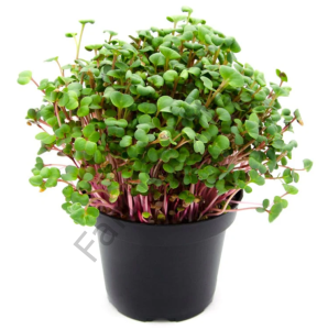 Microgreen Yeşillik Turp Tohumu 100 gr