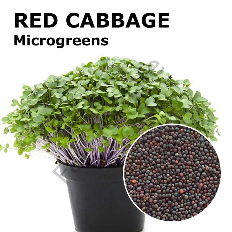 Microgreen Yeşillik Kırmızı Lahana Tohumu 10 gr