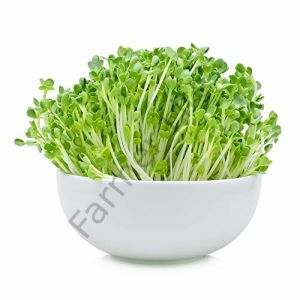 Organik Microgreen Yeşillik Beluga Mercimeği Tohumu 50 gr