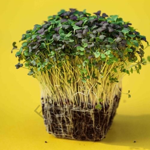 Organik Microgreen Yeşillik Beluga Mercimeği Tohumu 50 gr