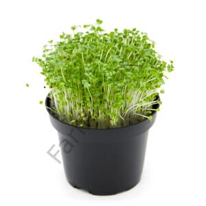 Microgreen Yeşillik Şalgam Tohumu 10 gr