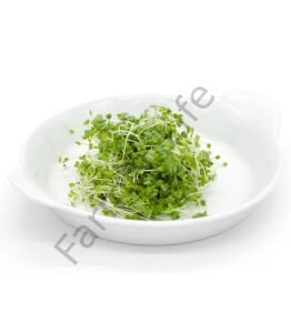 Microgreen Yeşillik Şalgam Tohumu 10 gr