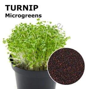 Microgreen Yeşillik Şalgam Tohumu 10 gr