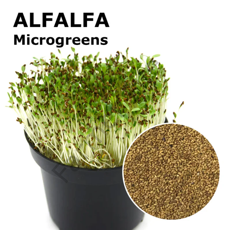 Organik Microgreen Yeşillik Alfa alfa Yonca Tohumu 100 gr
