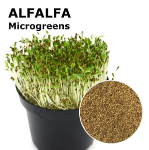 Organik Microgreen Yeşillik Alfa alfa Yonca Tohumu 100 gr