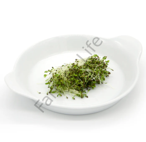 Organik Microgreen Yeşillik Alfa alfa Yonca Tohumu 100 gr