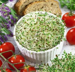 Organik Microgreen Yeşillik Alfa alfa Yonca Tohumu 100 gr