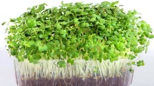 Microgreen Yeşillik Kabı 250 gr (25 Adet)