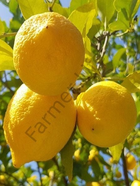 Limon Fidanı Yediveren Citrus x limon, +2 Yaş, Tüplü