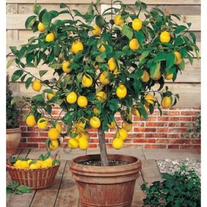 Limon Fidanı Yediveren Citrus x limon, +2 Yaş, Tüplü