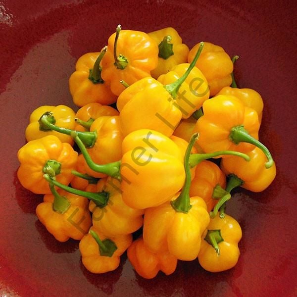 Sarı Scotch Bonnet Biber Tohumu (10 Tohum)