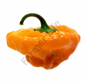 Sarı Scotch Bonnet Biber Tohumu (10 Tohum)