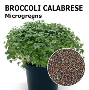 Organik Microgreen Brokoli Tohumu 10gr