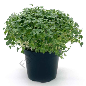 Organik Microgreen Brokoli Tohumu 10gr