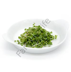 Organik Microgreen Brokoli Tohumu 10gr