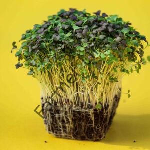 Organik Microgreen iri Ayçekirdeği Tohumu 100 gr