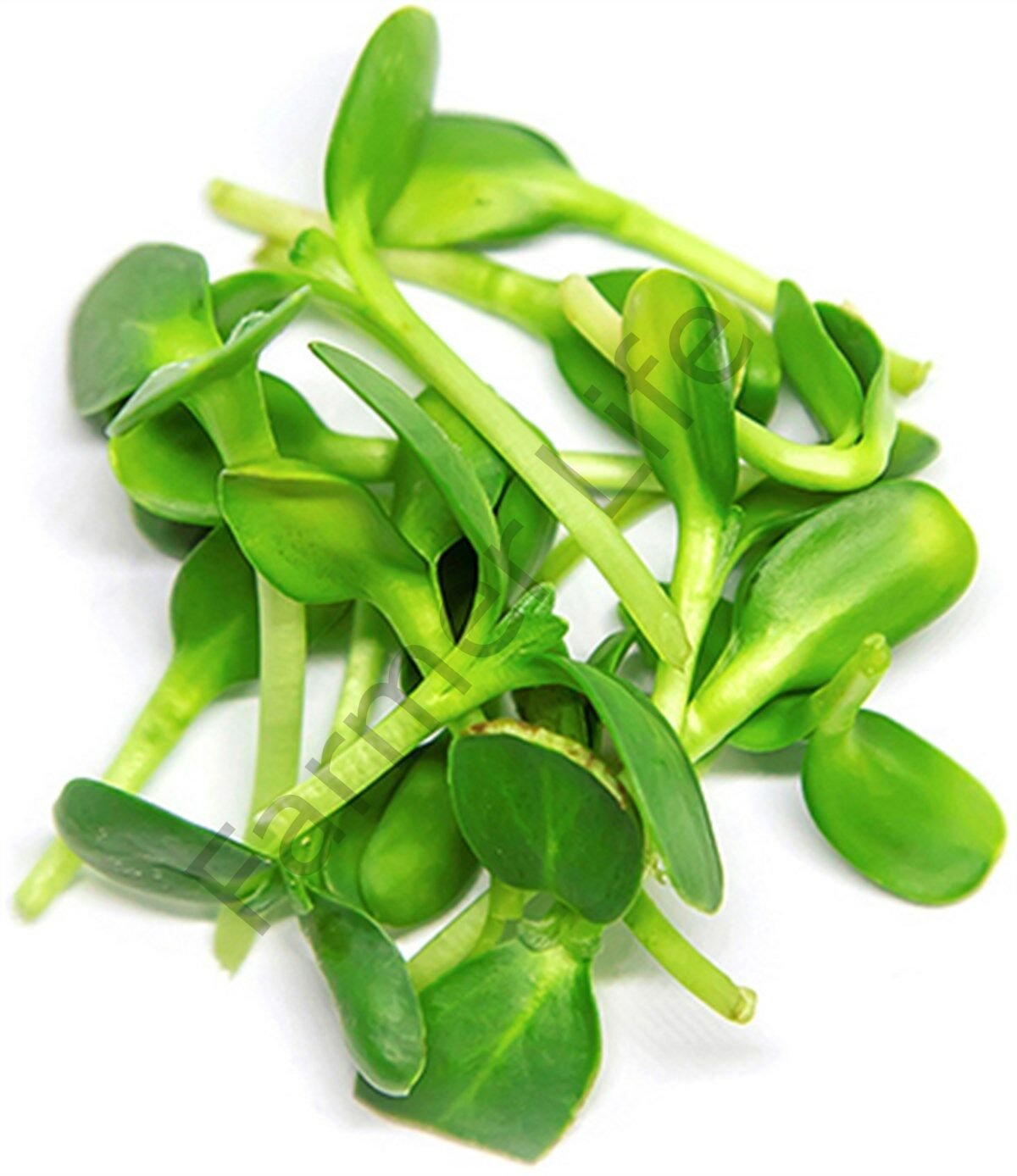 Organik Microgreen iri Ayçekirdeği Tohumu 100 gr