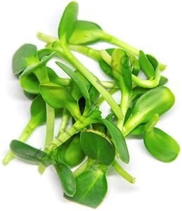 Organik Microgreen iri Ayçekirdeği Tohumu 100 gr