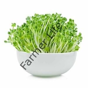 Organik Microgreen Tatlı Radika Tohumu 5 gr