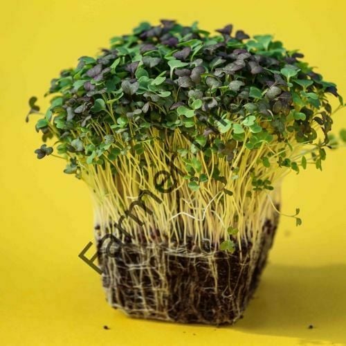 Organik Microgreen Tatlı Radika Tohumu 5 gr
