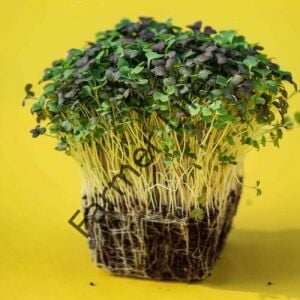 Organik Microgreen Tatlı Radika Tohumu 5 gr