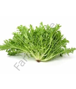 Organik Microgreen Tatlı Radika Tohumu 5 gr