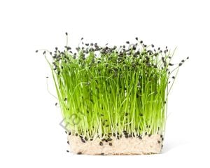 Organik Microgreen Pırasa Tohumu 10 gr
