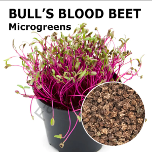 Organik Microgreen Kırmızı Pancar Tohumu 25 gr