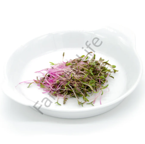 Organik Microgreen Kırmızı Pancar Tohumu 25 gr