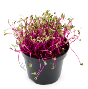 Organik Microgreen Kırmızı Pancar Tohumu 25 gr