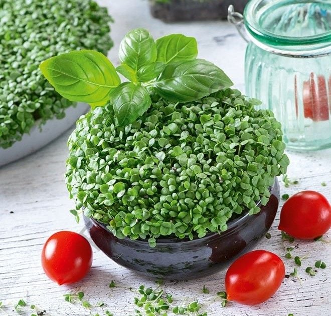 Organik Microgreen Fesleğen Tohumu (200 Tohum)