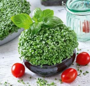 Organik Microgreen Fesleğen Tohumu (200 Tohum)