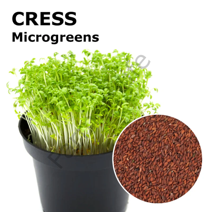 Organik Microgreen Tere Tohumu 50 gr