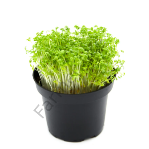 Organik Microgreen Tere Tohumu 50 gr
