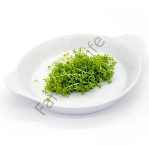 Organik Microgreen Tere Tohumu 50 gr