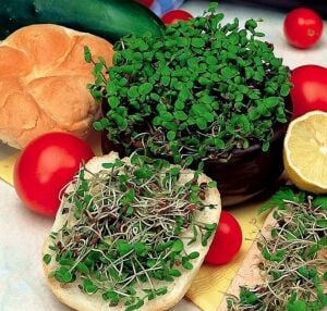 Organik Microgreen Keten Tohumu 50 gr