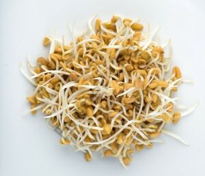 Microgreen Çemen otu Tohumu 100 gr