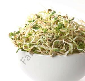 Microgreen Çemen otu Tohumu 100 gr
