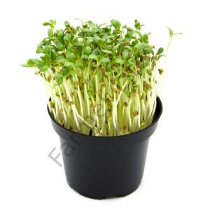 Microgreen Çemen otu Tohumu 100 gr