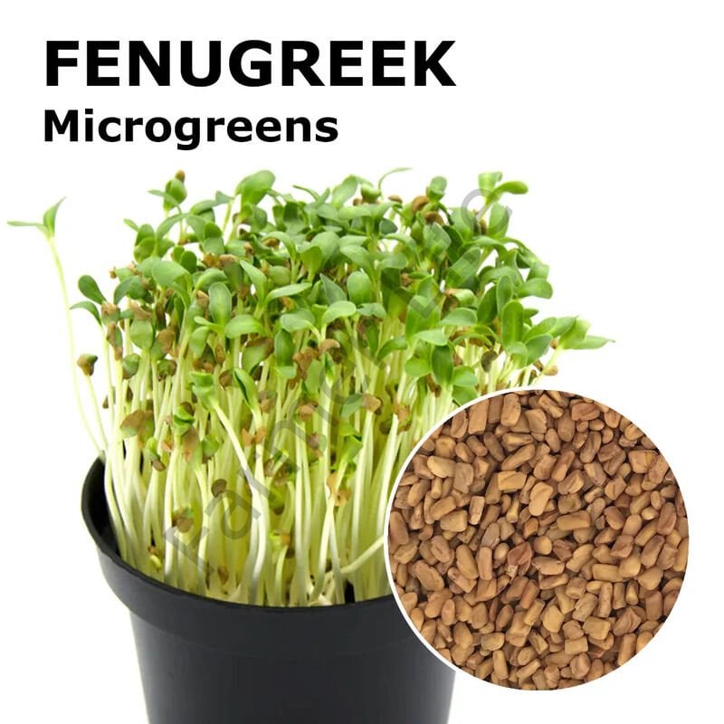 Microgreen Çemen otu Tohumu 100 gr